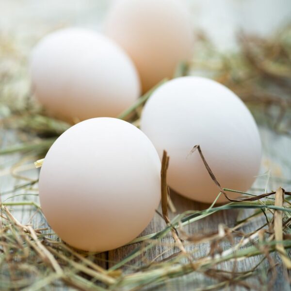 Free-range Duck Eggs