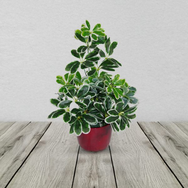 Variegated artificial schefflera arboricola plant 55cm
